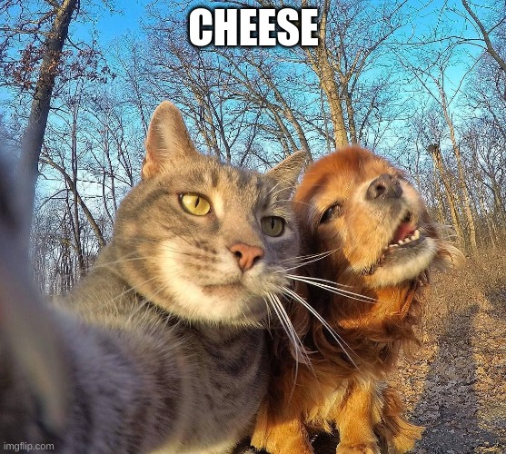 Selfies |  CHEESE | image tagged in funny cats,selfies,lolcats,cats,cute cats,cats are awesome | made w/ Imgflip meme maker