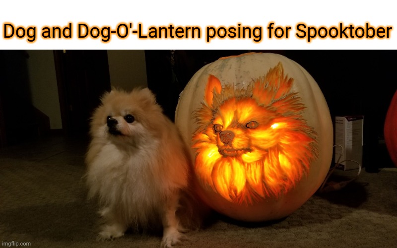 Dog and Dog-O'-Lantern | Dog and Dog-O'-Lantern posing for Spooktober | image tagged in spooktober,dogs,dog,jack-o-lanterns,memes,pose | made w/ Imgflip meme maker