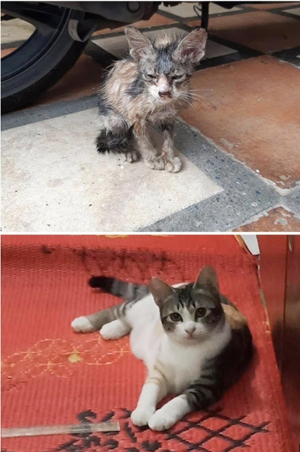 Street cat before and after being rescued Blank Meme Template