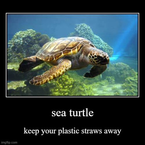sea turtle | image tagged in funny,demotivationals,sea turtle,plastic straws,turtle,dead memes | made w/ Imgflip demotivational maker