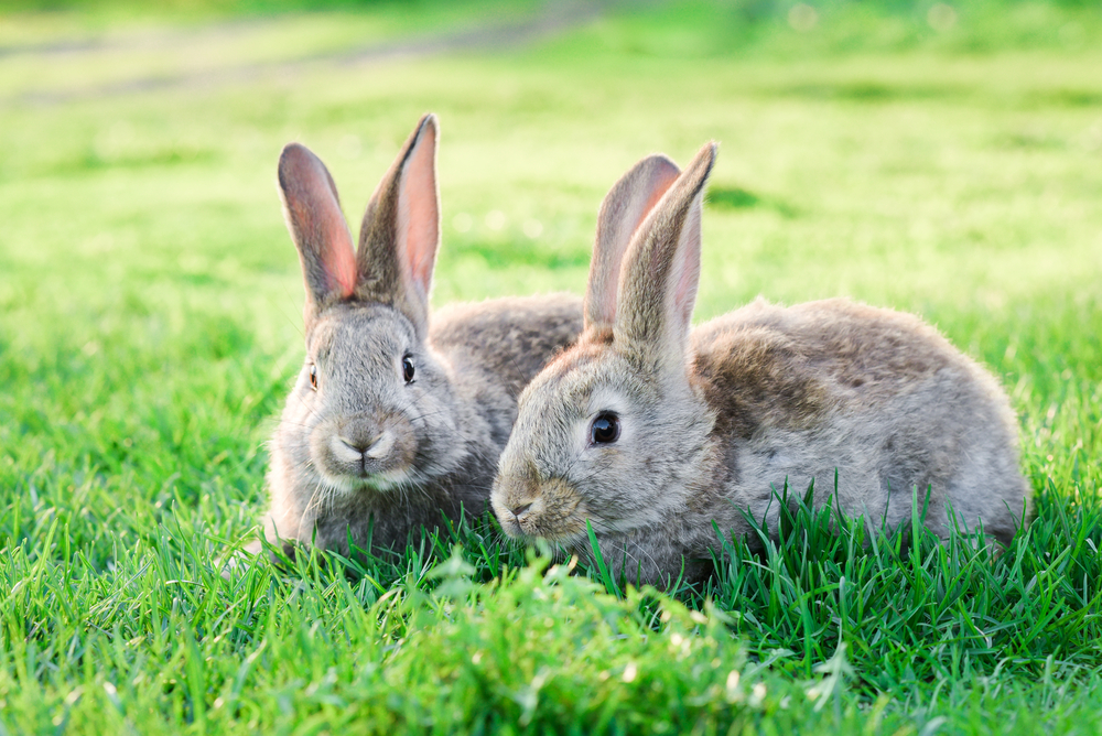 Two rabbits Blank Meme Template