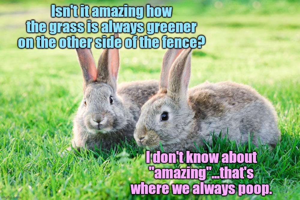 Two rabbits | Isn't it amazing how the grass is always greener on the other side of the fence? I don't know about "amazing"...that's where we always poop. | image tagged in two rabbits,cute animals,bunnies,funny | made w/ Imgflip meme maker