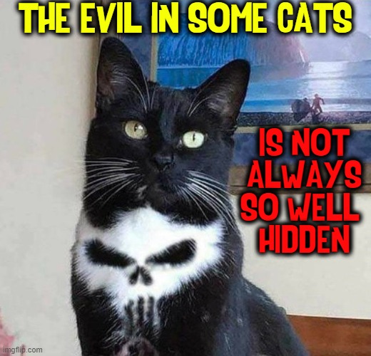 As much as I love cats, they do have a darker side | THE EVIL IN SOME CATS; IS NOT
ALWAYS
SO WELL 
HIDDEN | image tagged in vince vance,cats,memes,the dark side,evil cat,meow | made w/ Imgflip meme maker