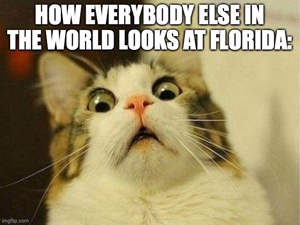 Scared Cat Meme | HOW EVERYBODY ELSE IN THE WORLD LOOKS AT FLORIDA: | image tagged in memes,scared cat | made w/ Imgflip meme maker