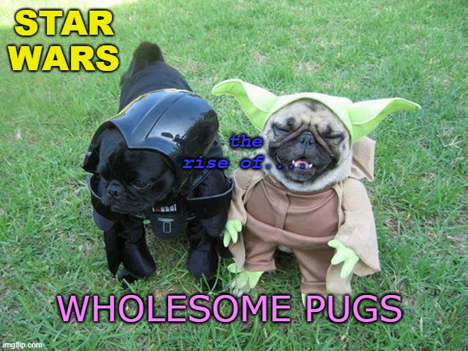 :) | STAR WARS; the rise of.... WHOLESOME PUGS | image tagged in wholesome pugs,star wars,memes | made w/ Imgflip meme maker