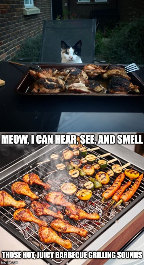 Cat in love with that beautiful barbecue | MEOW, I CAN HEAR, SEE, AND SMELL; THOSE HOT, JUICY BARBECUE GRILLING SOUNDS | image tagged in barbecue,cats,cat,memes,grilling,grill | made w/ Imgflip meme maker