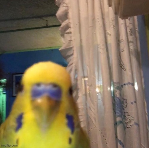 ayo bird | image tagged in ayo bird | made w/ Imgflip meme maker