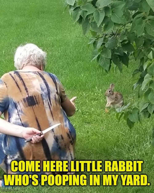 grandma hiding knife rabbit | COME HERE LITTLE RABBIT WHO'S POOPING IN MY YARD. | image tagged in grandma hiding knife rabbit | made w/ Imgflip meme maker
