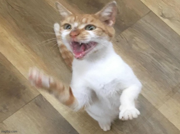 My Cat is ANGRY! | image tagged in cat | made w/ Imgflip meme maker