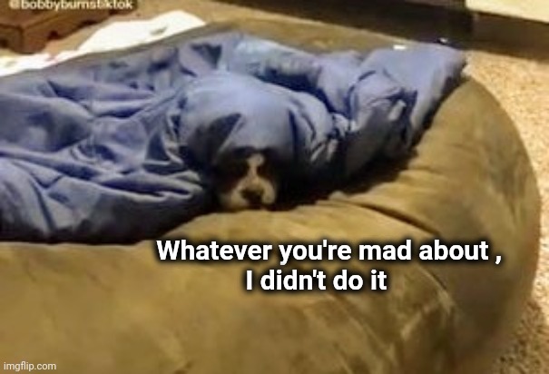 Guilty conscience | Whatever you're mad about ,    
I didn't do it | image tagged in dog,farted,denial,not me | made w/ Imgflip meme maker