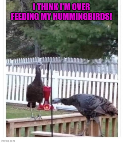 humming birds | I THINK I'M OVER FEEDING MY HUMMINGBIRDS! | image tagged in hummingbird feeder,turkeys | made w/ Imgflip meme maker