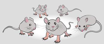 High Quality Cursed mice Blank Meme Template