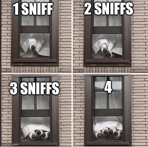 DOGS LOVE SUCKING THEIR HEADS OUT OF WINDOWS | 2 SNIFFS; 1 SNIFF; 4; 3 SNIFFS | image tagged in dogs,funny dogs | made w/ Imgflip meme maker