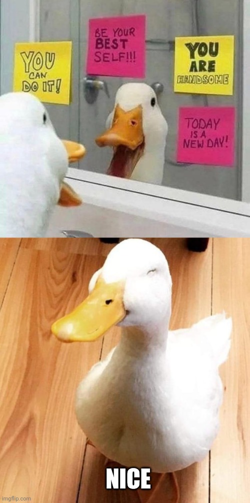 UPLIFTING DUCK | NICE | image tagged in smile duck,duck,ducks | made w/ Imgflip meme maker