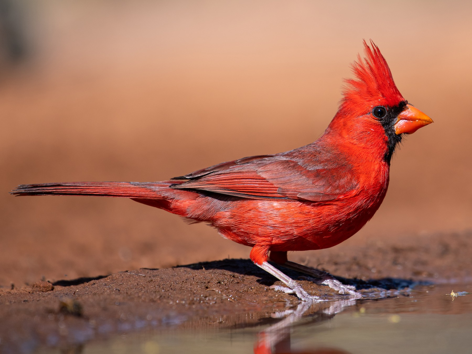 Cardinal Blank Meme Template