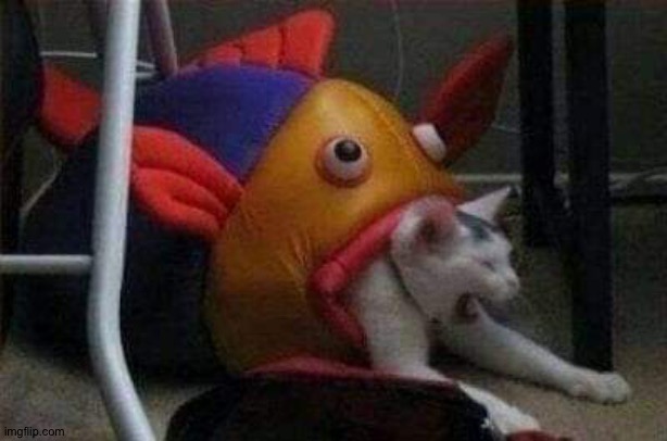 Cat eaten by play-fish | image tagged in cat eaten by play-fish | made w/ Imgflip meme maker