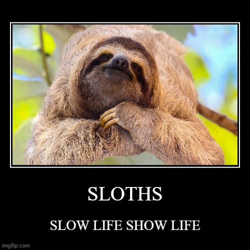 SLOTH LIFE | image tagged in funny,demotivationals | made w/ Imgflip demotivational maker