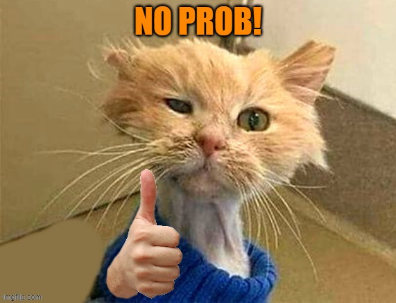 thumb cat | NO PROB! | image tagged in thumb cat | made w/ Imgflip meme maker