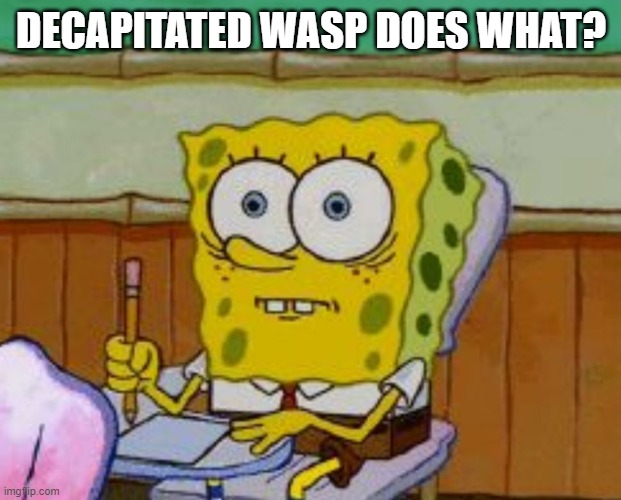 Spongebob scared | DECAPITATED WASP DOES WHAT? | image tagged in spongebob scared | made w/ Imgflip meme maker