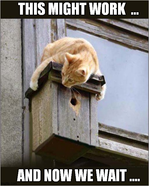 A Bird Hunting Strategy ? | THIS MIGHT WORK  ... AND NOW WE WAIT .... | image tagged in cats,hunting,birds | made w/ Imgflip meme maker