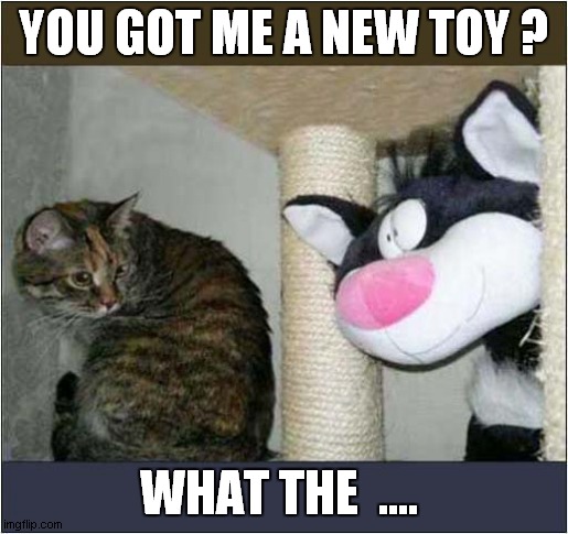 A Scary Gift ! | YOU GOT ME A NEW TOY ? WHAT THE  .... | image tagged in cats,toy,wtf | made w/ Imgflip meme maker