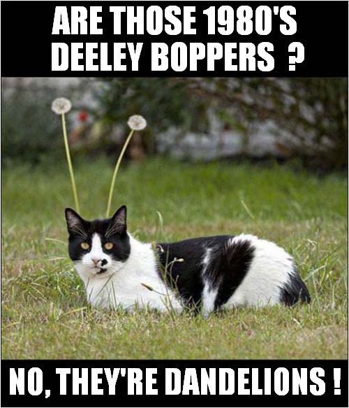 Vintage Party Time ! | ARE THOSE 1980'S  DEELEY BOPPERS  ? NO, THEY'RE DANDELIONS ! | image tagged in cats,1980's,party time | made w/ Imgflip meme maker