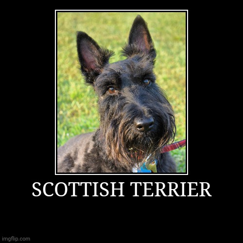 Scottish Terrier | SCOTTISH TERRIER | | image tagged in demotivationals,dog | made w/ Imgflip demotivational maker