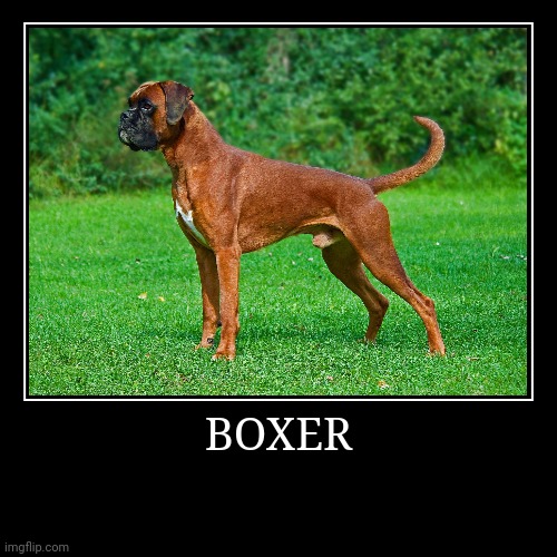 Boxer | BOXER | | image tagged in demotivationals,dog | made w/ Imgflip demotivational maker