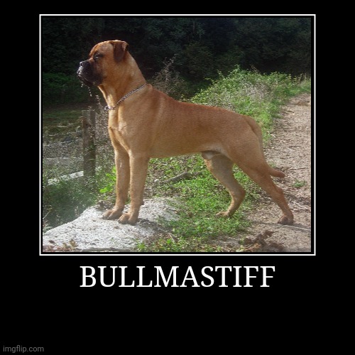 Bullmastiff | BULLMASTIFF | | image tagged in demotivationals,dog | made w/ Imgflip demotivational maker