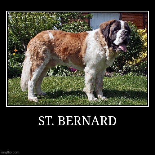 St. Bernard | ST. BERNARD | | image tagged in demotivationals,dog | made w/ Imgflip demotivational maker