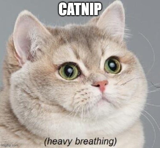 Heavy Breathing Cat | CATNIP | image tagged in memes,heavy breathing cat | made w/ Imgflip meme maker