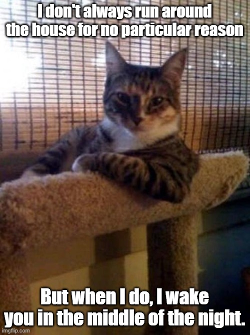 The Most Interesting Cat In The World Meme | I don't always run around the house for no particular reason But when I do, I wake you in the middle of the night. | image tagged in memes,the most interesting cat in the world | made w/ Imgflip meme maker