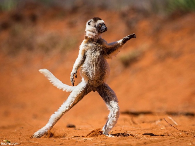 Dancing monkey | image tagged in dancing monkey | made w/ Imgflip meme maker