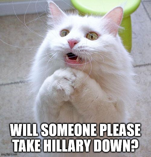 Begging Cat | WILL SOMEONE PLEASE TAKE HILLARY DOWN? | image tagged in begging cat | made w/ Imgflip meme maker