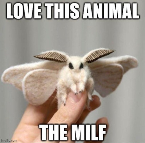 Mildly Interesting Little Fluff | made w/ Imgflip meme maker