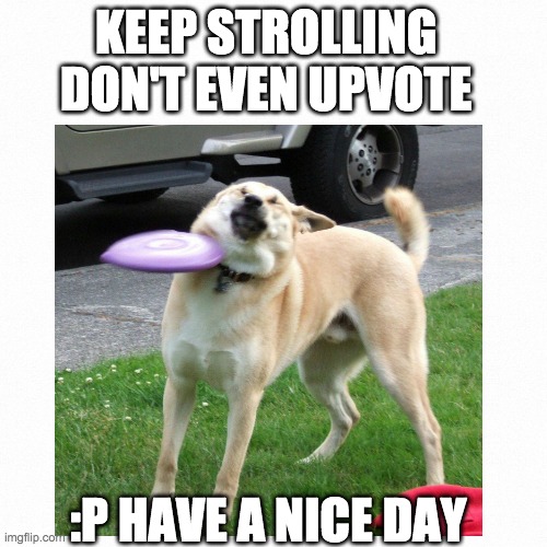 plz be nice,and don't upvote | KEEP STROLLING DON'T EVEN UPVOTE; :P HAVE A NICE DAY | image tagged in oh wow are you actually reading these tags,dog,dogs,funny dogs | made w/ Imgflip meme maker