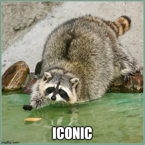 Raccoons are iconic | image tagged in raccoon | made w/ Imgflip meme maker