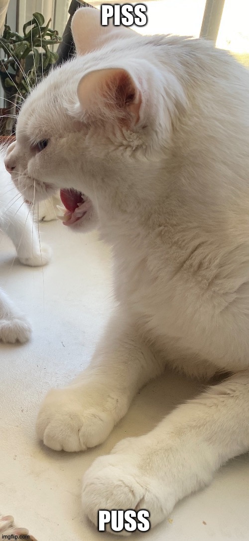 Piss | PISS; PUSS | image tagged in piss | made w/ Imgflip meme maker