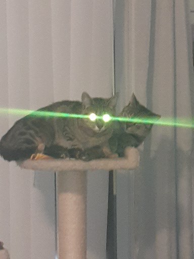 High Quality Ascended Cat Blank Meme Template