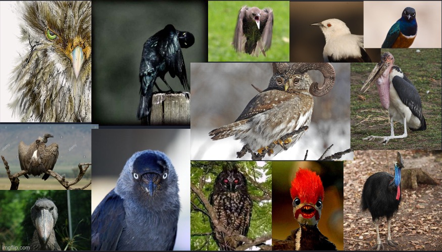 Evil birds | made w/ Imgflip meme maker