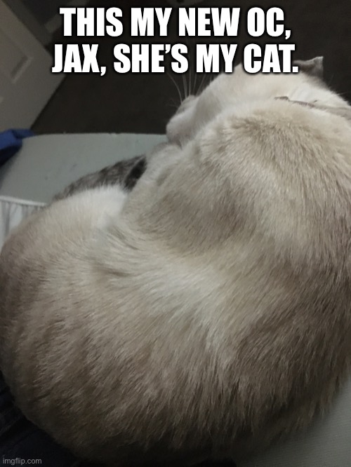 Yes, this is my real cat | THIS MY NEW OC, JAX, SHE’S MY CAT. | made w/ Imgflip meme maker