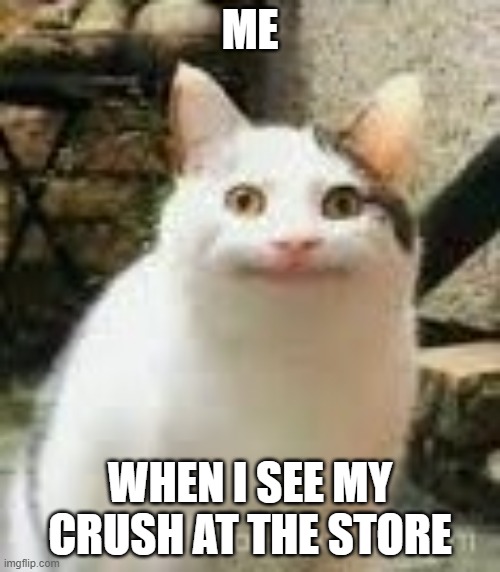 meh cat | ME; WHEN I SEE MY CRUSH AT THE STORE | image tagged in meh cat | made w/ Imgflip meme maker