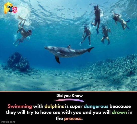 dolphins | made w/ Imgflip meme maker