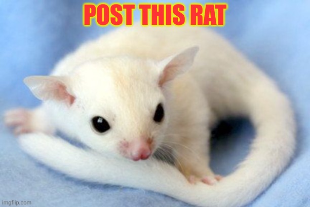 POST THIS RAT | made w/ Imgflip meme maker