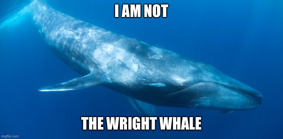 He’s not the Wright whale | I AM NOT; THE WRIGHT WHALE | image tagged in blue whale,wright whale,whale,i am not | made w/ Imgflip meme maker