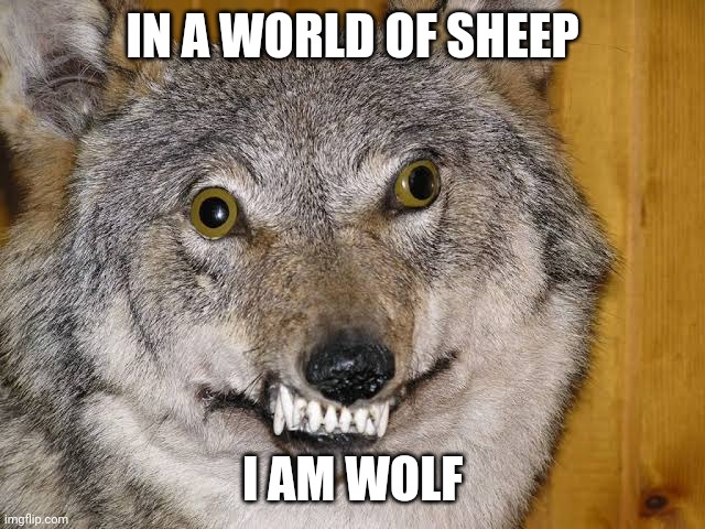 I am wolf | IN A WORLD OF SHEEP; I AM WOLF | image tagged in sheeple,wolf | made w/ Imgflip meme maker