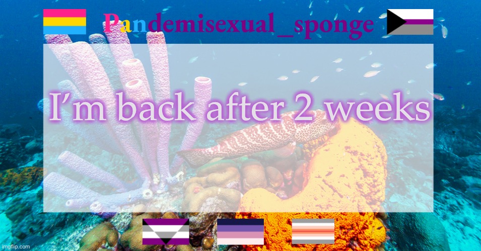 Hey | I’m back after 2 weeks | image tagged in pandemisexual_sponge temp | made w/ Imgflip meme maker