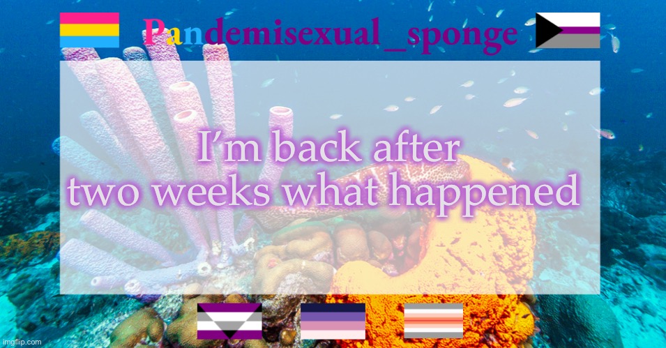 Pandemisexual_sponge temp | I’m back after two weeks what happened | image tagged in pandemisexual_sponge temp | made w/ Imgflip meme maker