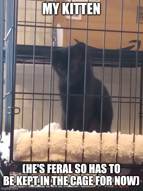 He's looking down on my sister | MY KITTEN; (HE'S FERAL SO HAS TO BE KEPT IN THE CAGE FOR NOW) | image tagged in kitten,cute cat | made w/ Imgflip meme maker