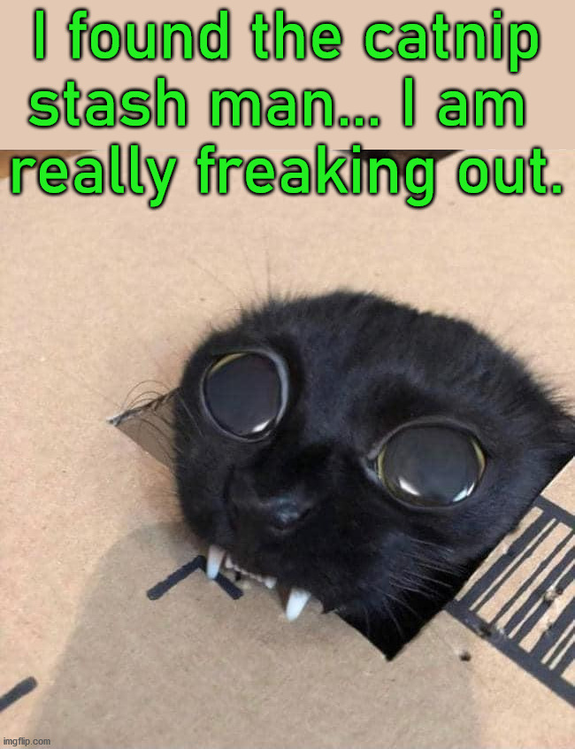 I found the catnip stash man... I am 
really freaking out. | image tagged in cats | made w/ Imgflip meme maker